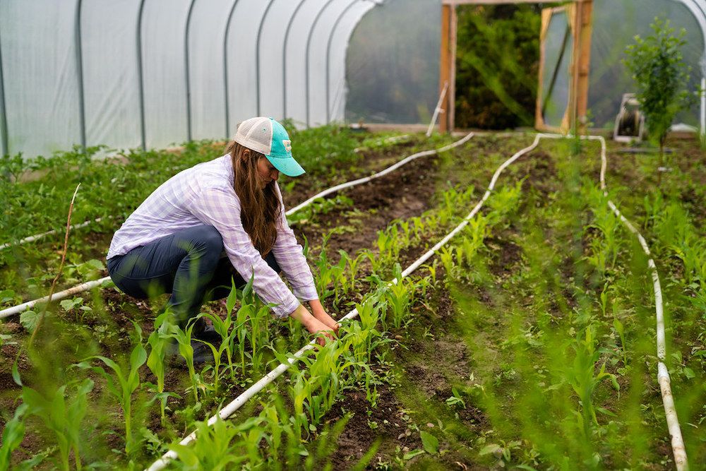 diy-irrigation-systems-6-ways-to-irrigate-your-garden