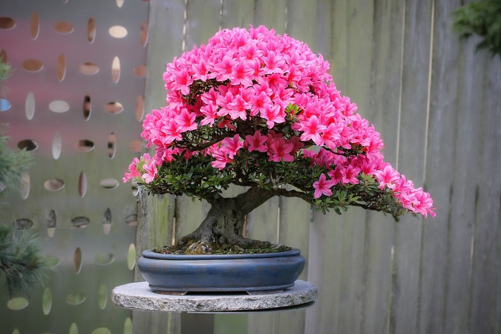 How to Prune Azaleas