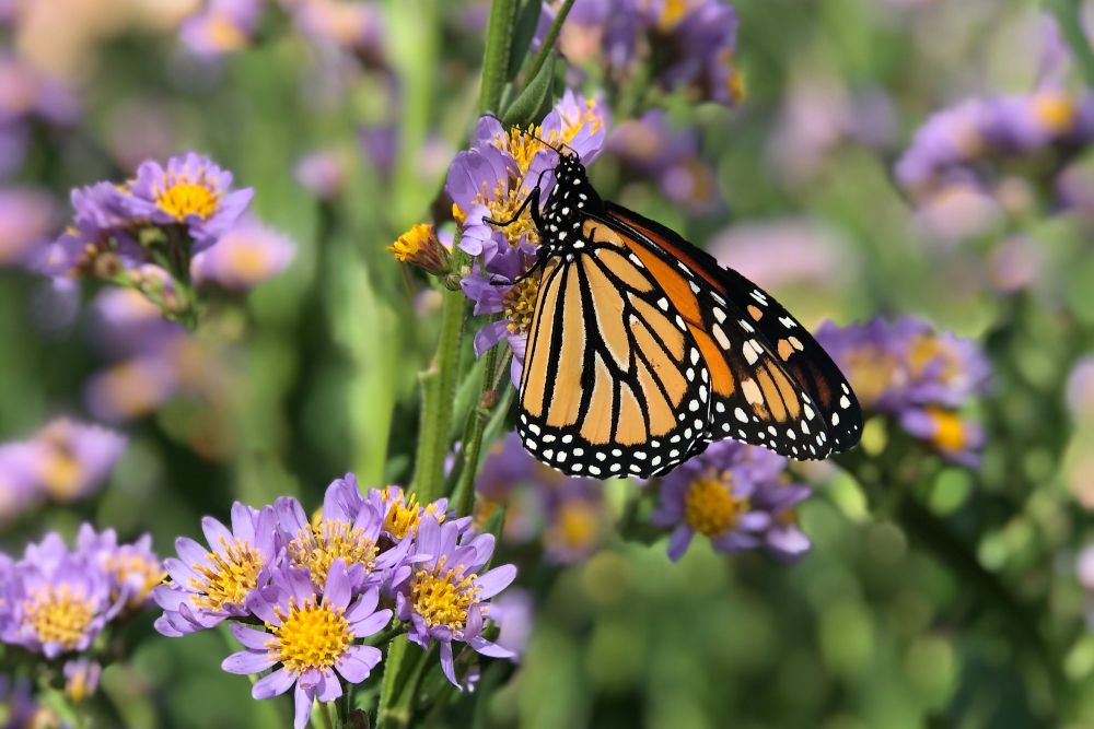 3 Best Fertilizers For Your Wildflowers