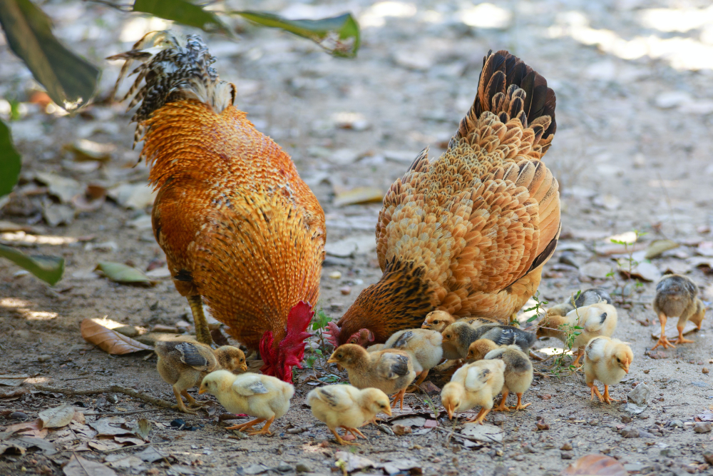5 Ways to Repel Snails and Slugs From Your Garden
