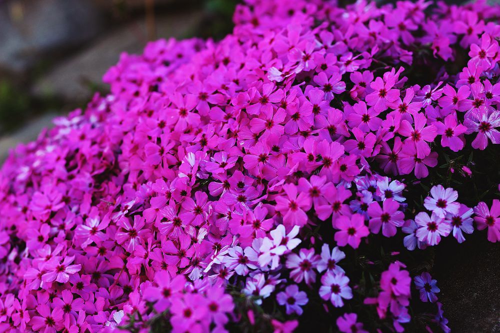Creeping Phlox - Ground Covers for Full Sun