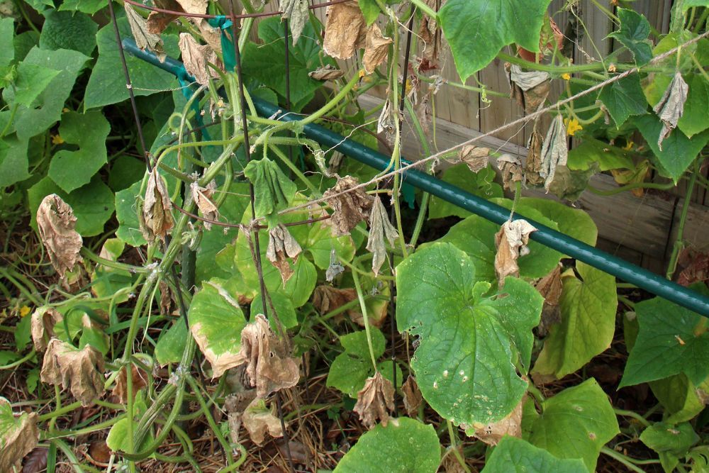 How to Fertilize Your Cucumber Plants