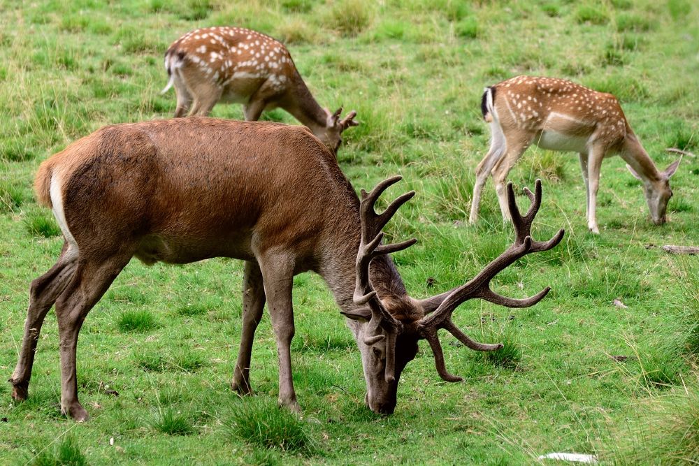 How to Use Coffee Grounds to Repel Deer From Your Garden