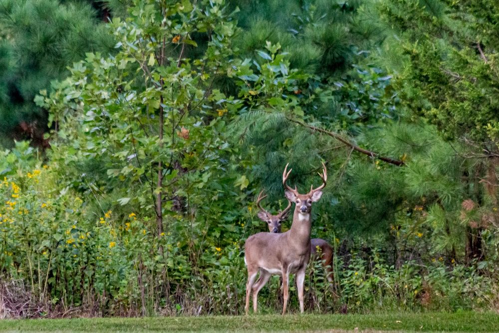How to Use Coffee Grounds to Repel Deer From Your Garden