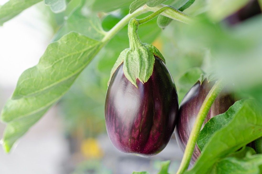 Why You Should Use Epsom Salt for Your Eggplant