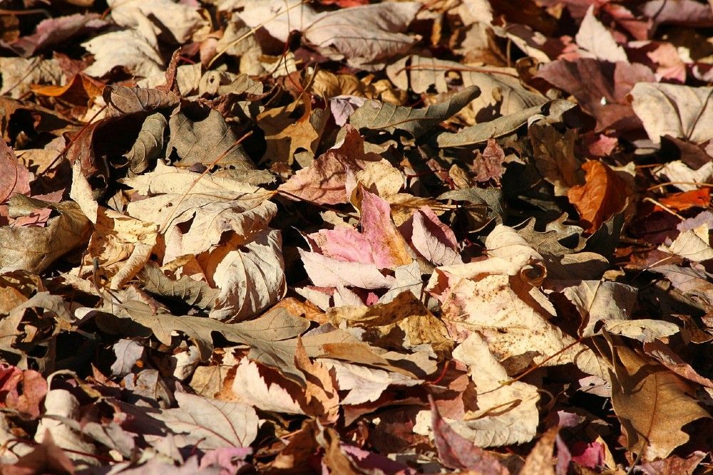 fallen leaves on the ground 