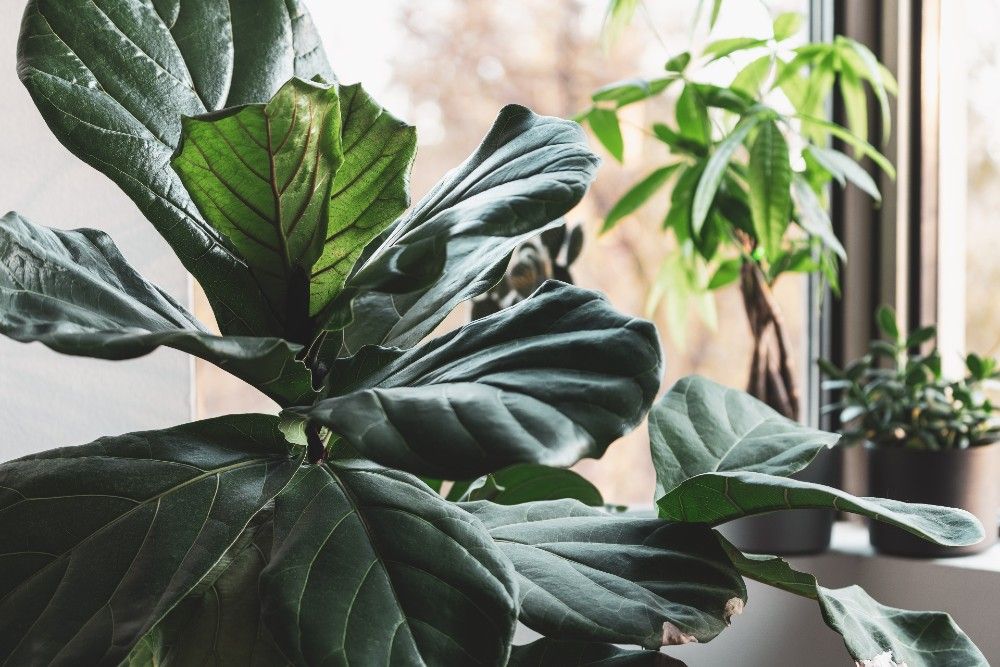 6 Plants That Don't Like Epsom Salt