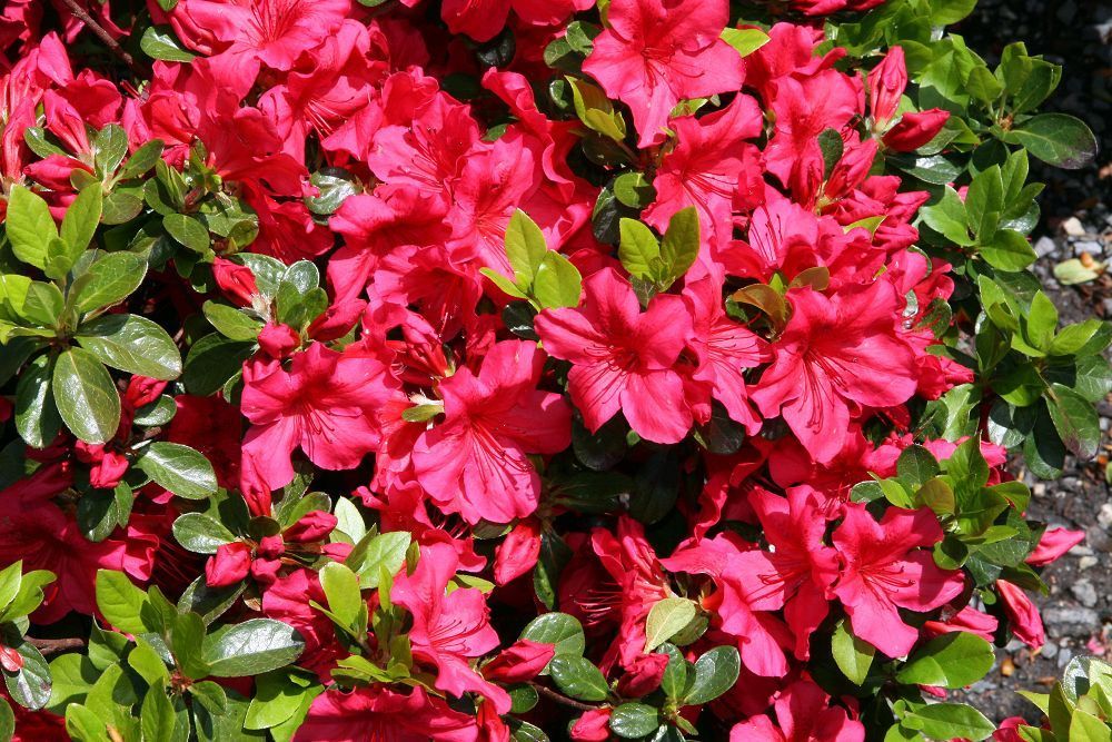 'Girard's Crimson' Rhododendron