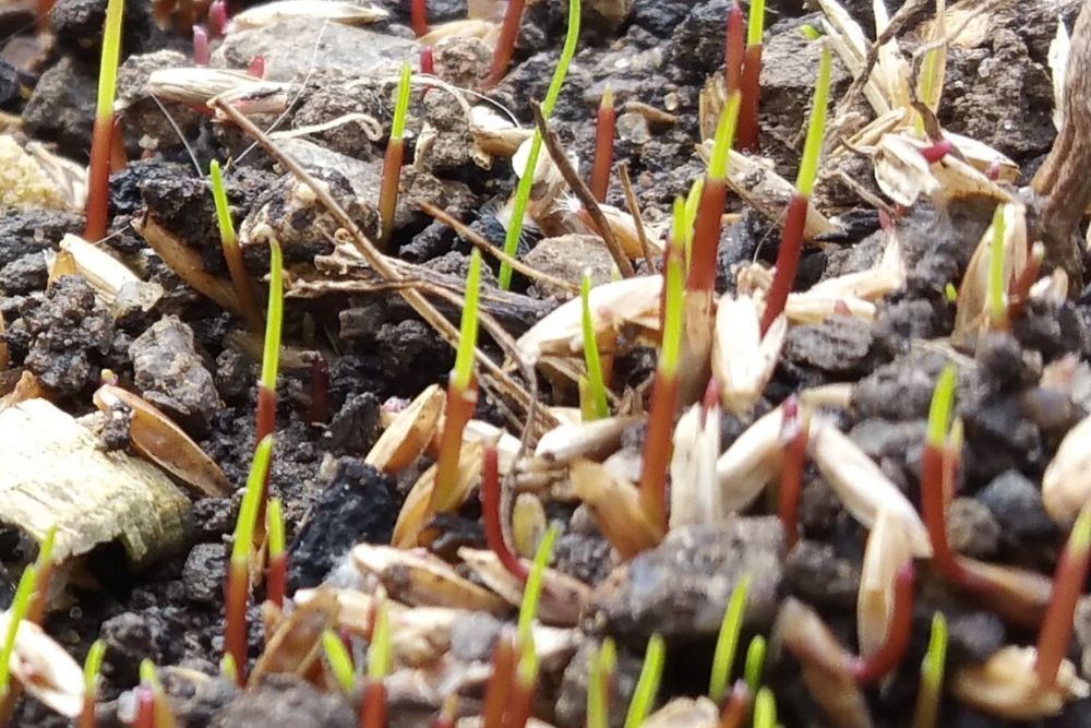 How to Use Baking Soda to Kill Crabgrass