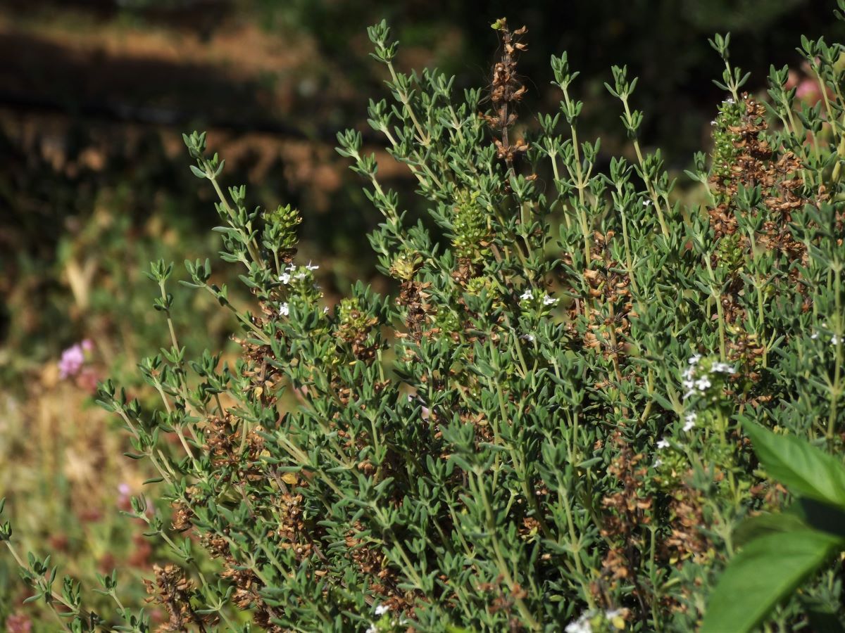 7 Tips for Growing Thyme in Your Herb Garden