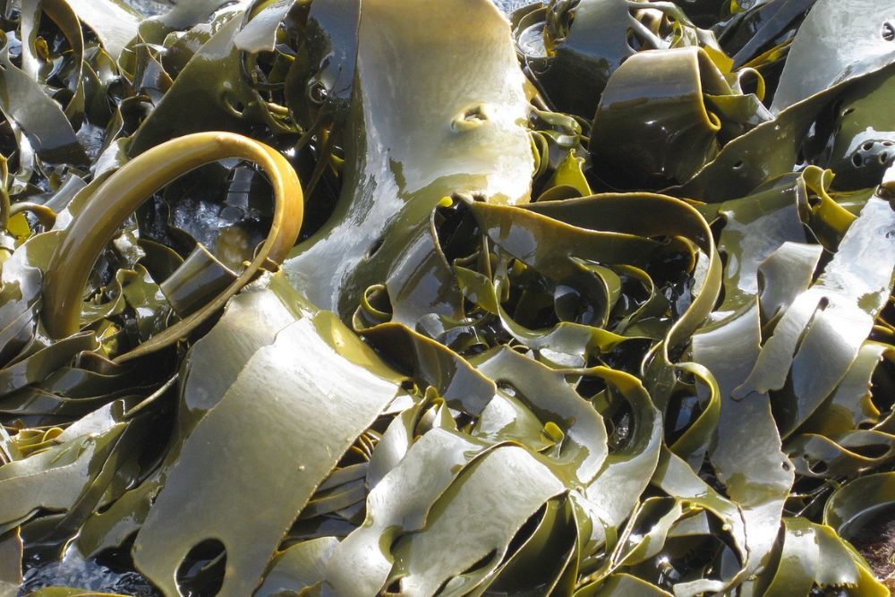 Maximize Your Tomato Yield The 5 Best Fertilizers to Use