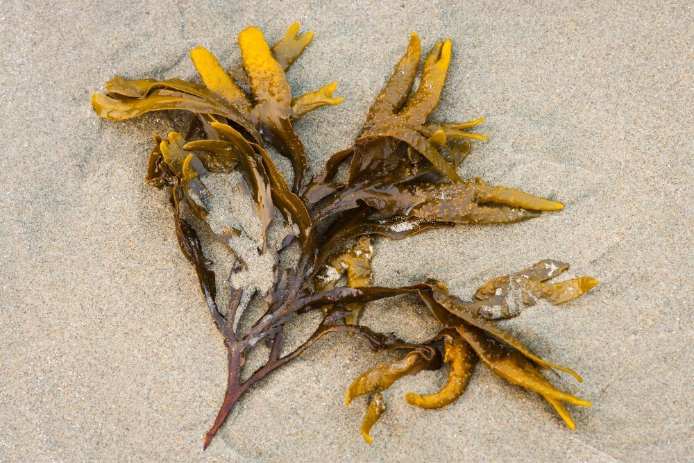 Kelp sitting on a beach, for kelp fertilizer
