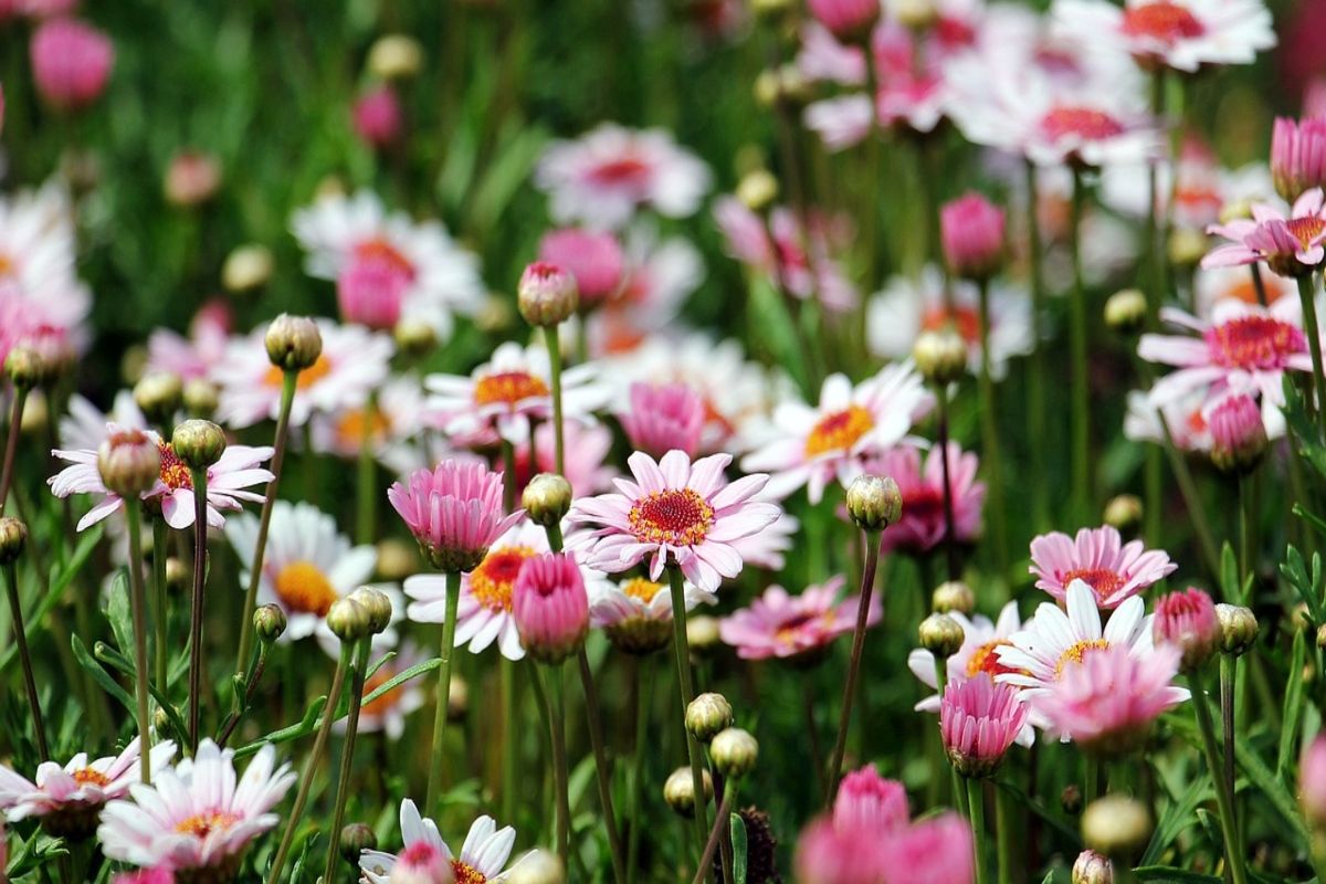 5 Types of Daisies to Grow in Your Flower Garden