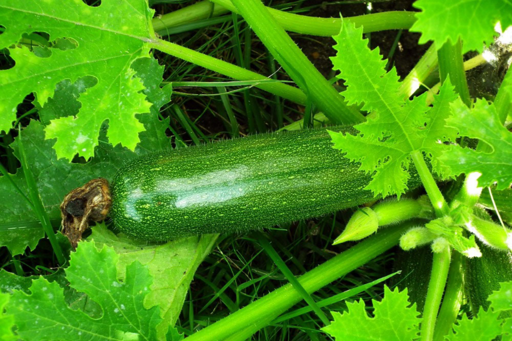 How to Use Epsom Salt on Your Zucchini Plants