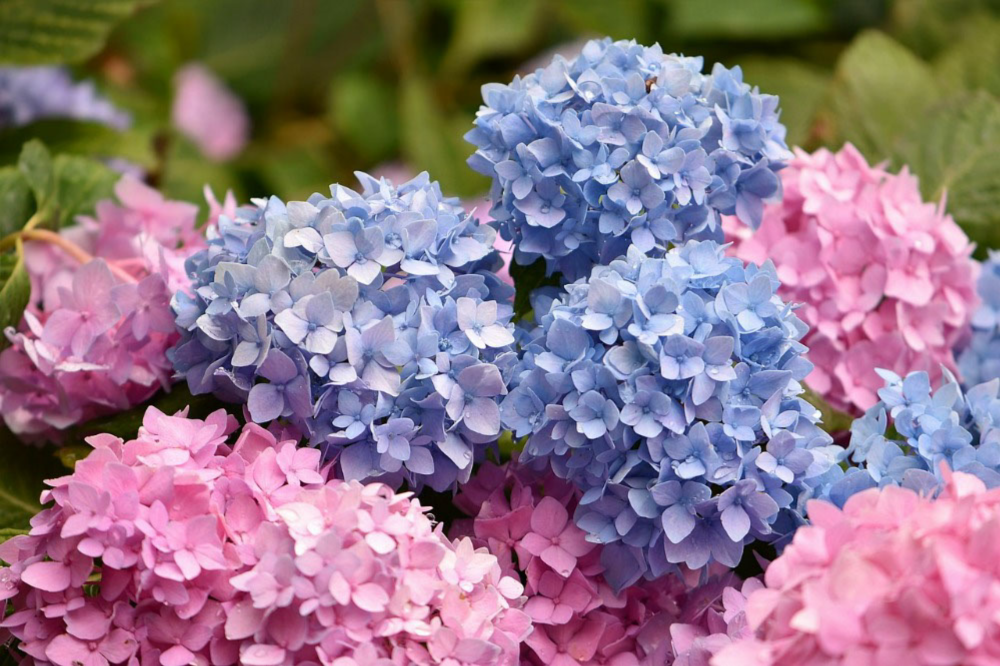 Blue and Pink Hydrangeas