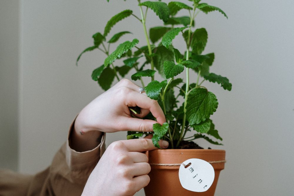 Person cultivating a mint plant in a clay pot indoors