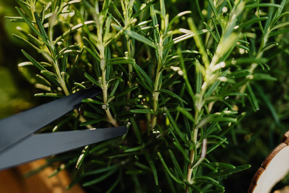 Person cutting rosemary from a container