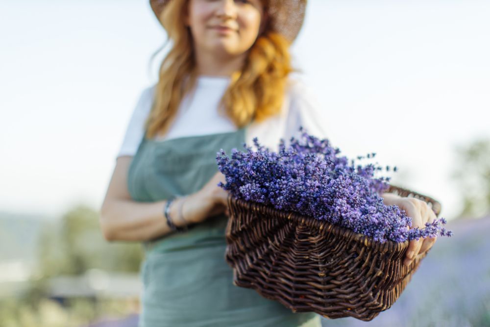 Person holding a basket of lavender flowers