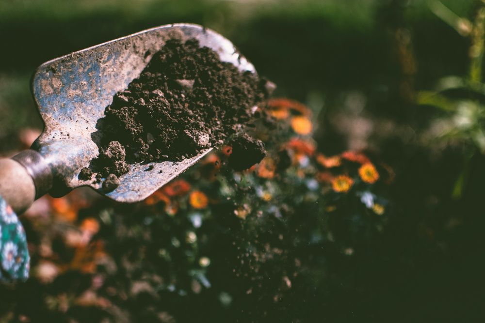Why You Should Sprinkle Coffee Grounds Around Your Azaleas