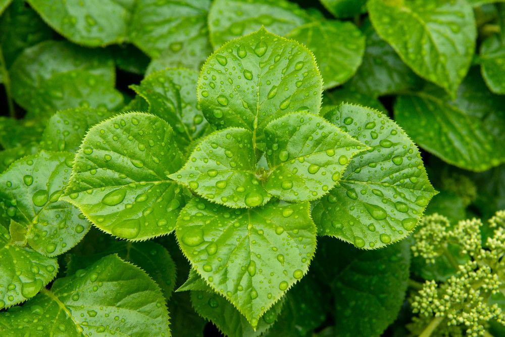 6 Tips for Growing Mint in Your Herb Garden