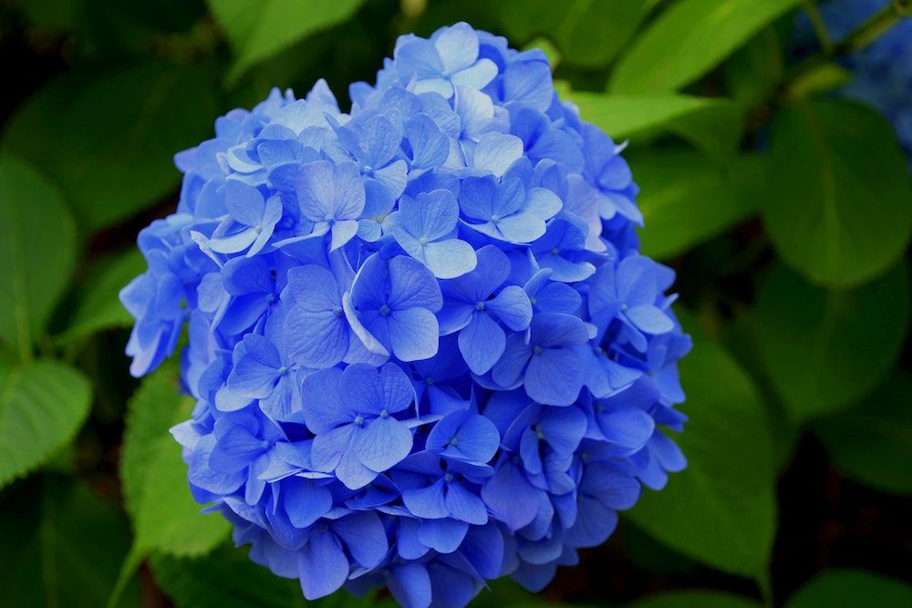 Beautiful blue blossom in full bloom