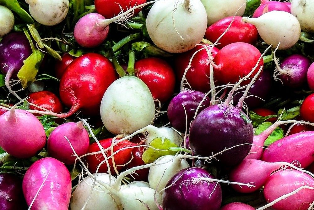 8 Tips For Growing Radishes in Raised Beds
