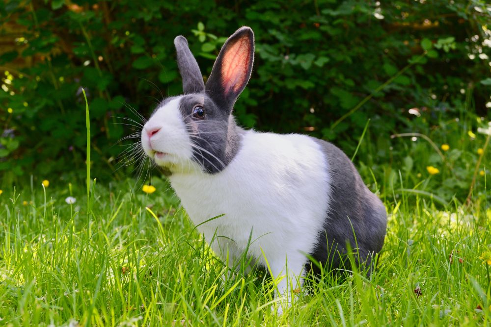 Rabbit in garden 