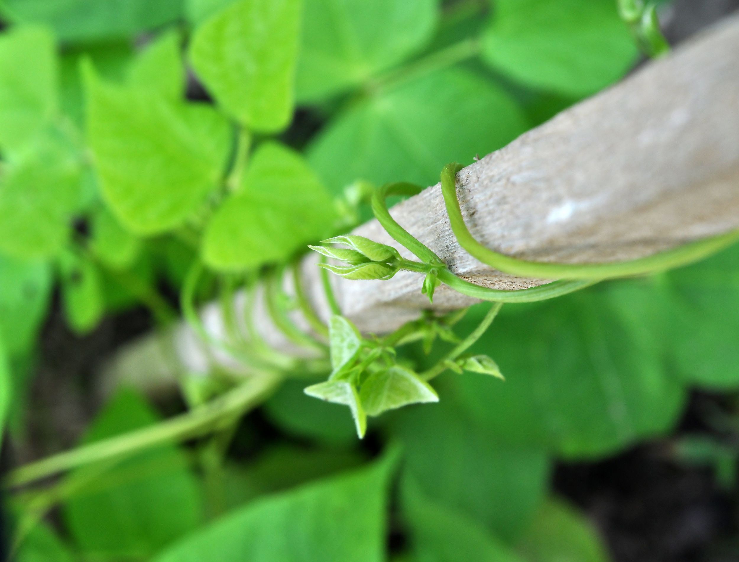 10 Tips For Growing Pole Beans