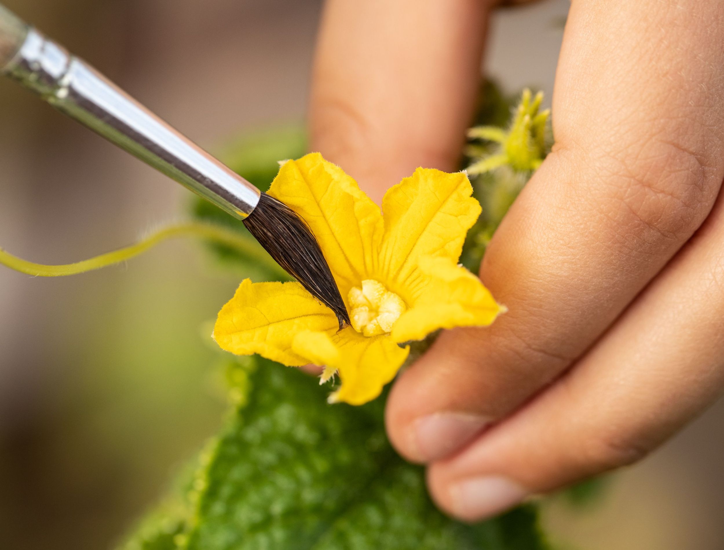 4 Vegetables and Fruits You Should Hand Pollinate
