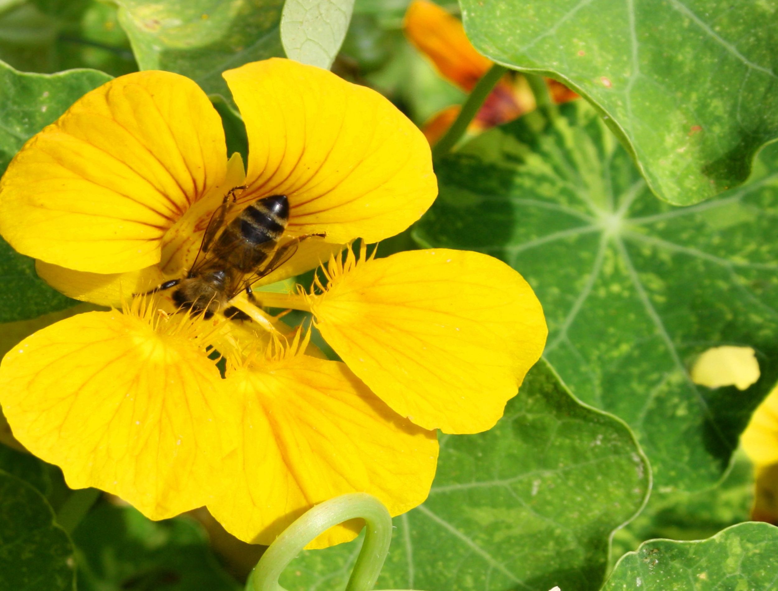 6 Reasons to Plant Nasturtiums With Your Tomatoes