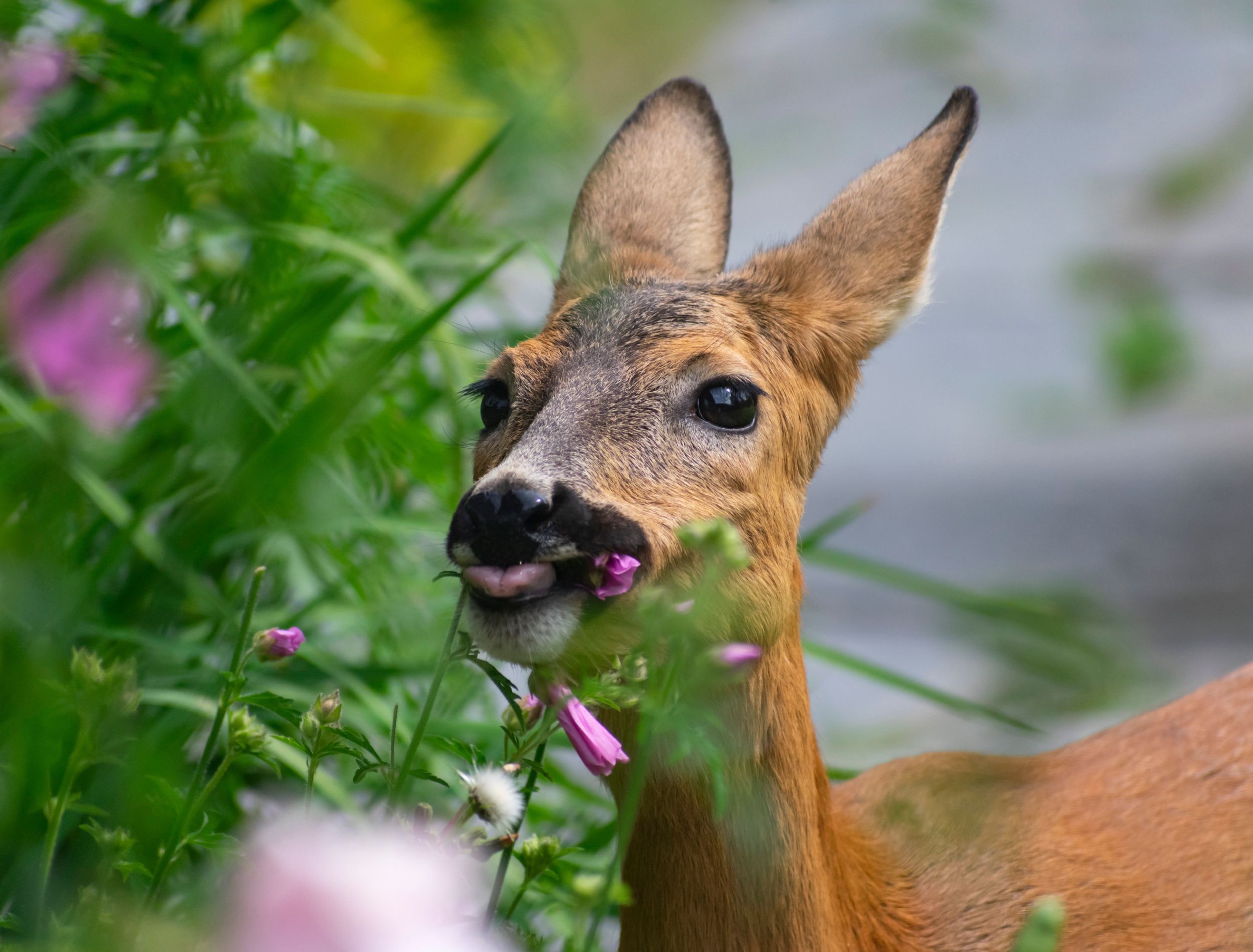 How to Keep Deer Out of Your Garden - Repelling Deer From Flowers