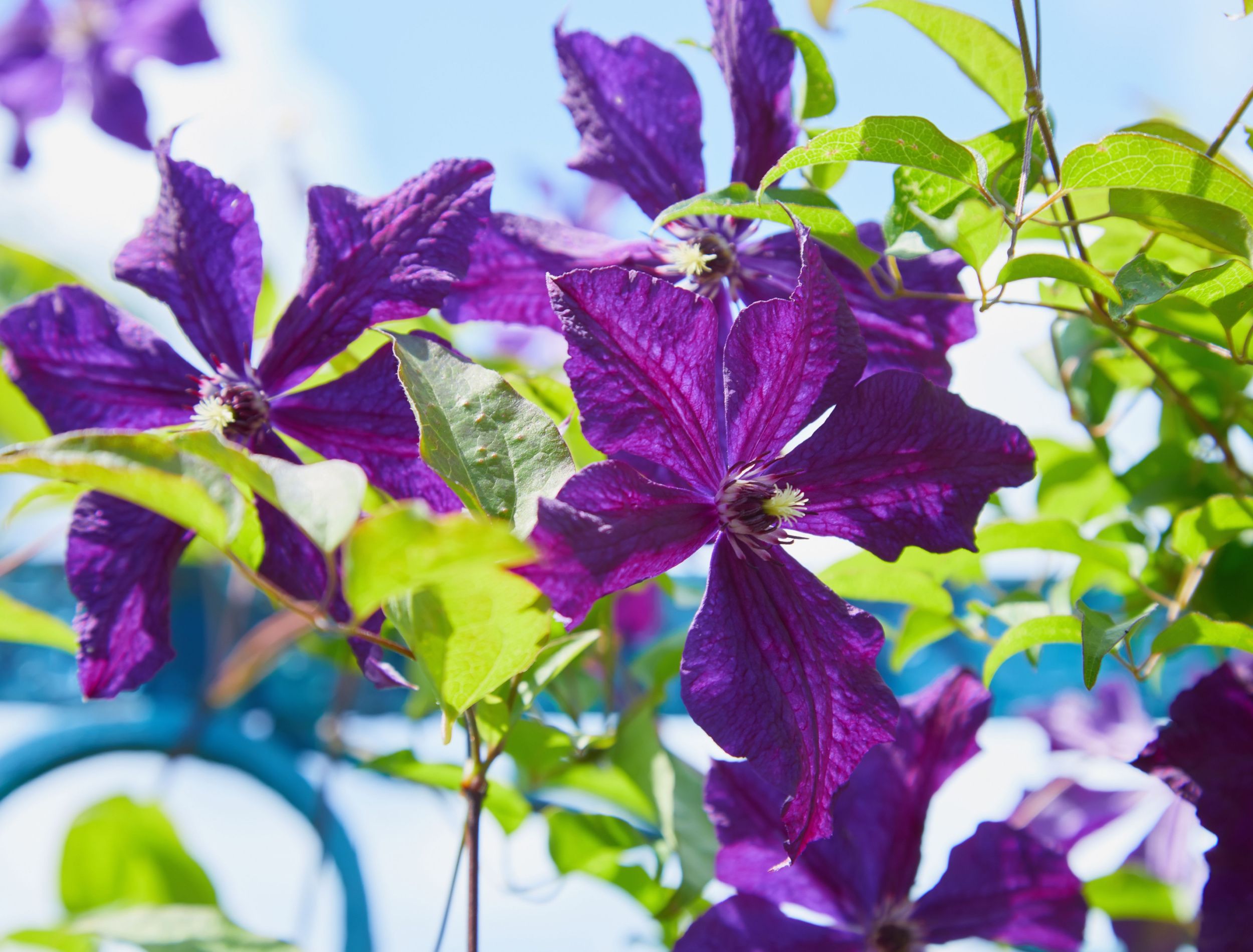 How to Grow Clematis