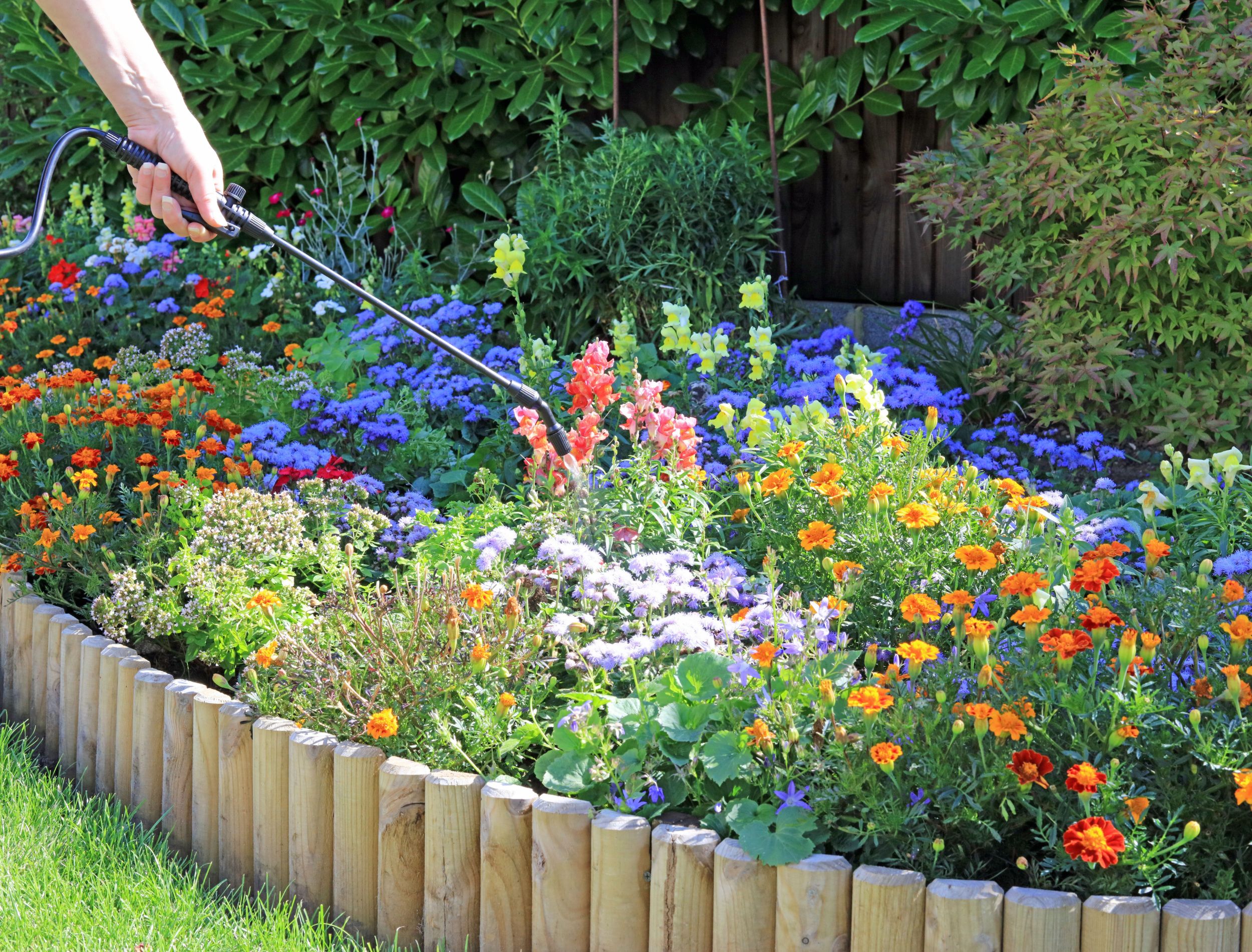 3 Best Fertilizers For Your Wildflowers