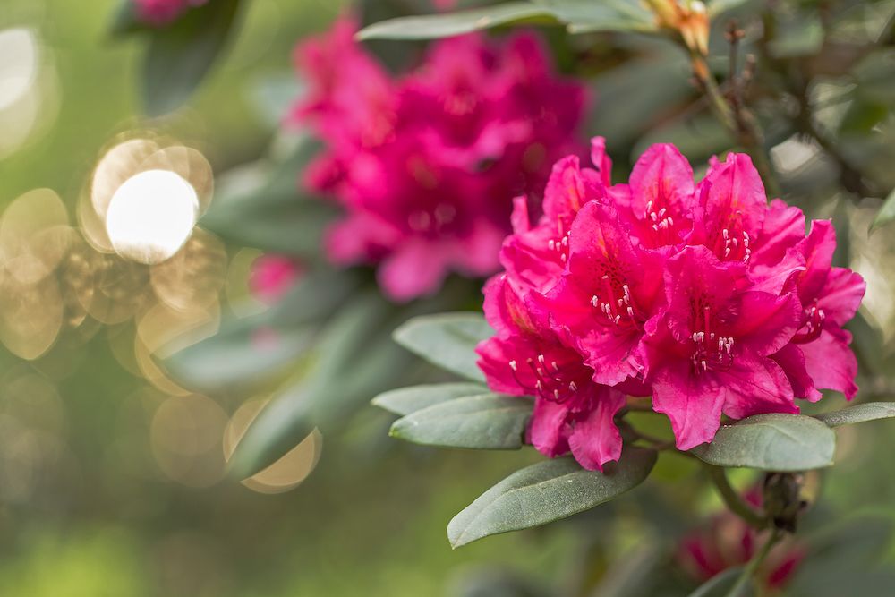 Shaping Rhododendron How to Properly Prune Your Rhododendrons