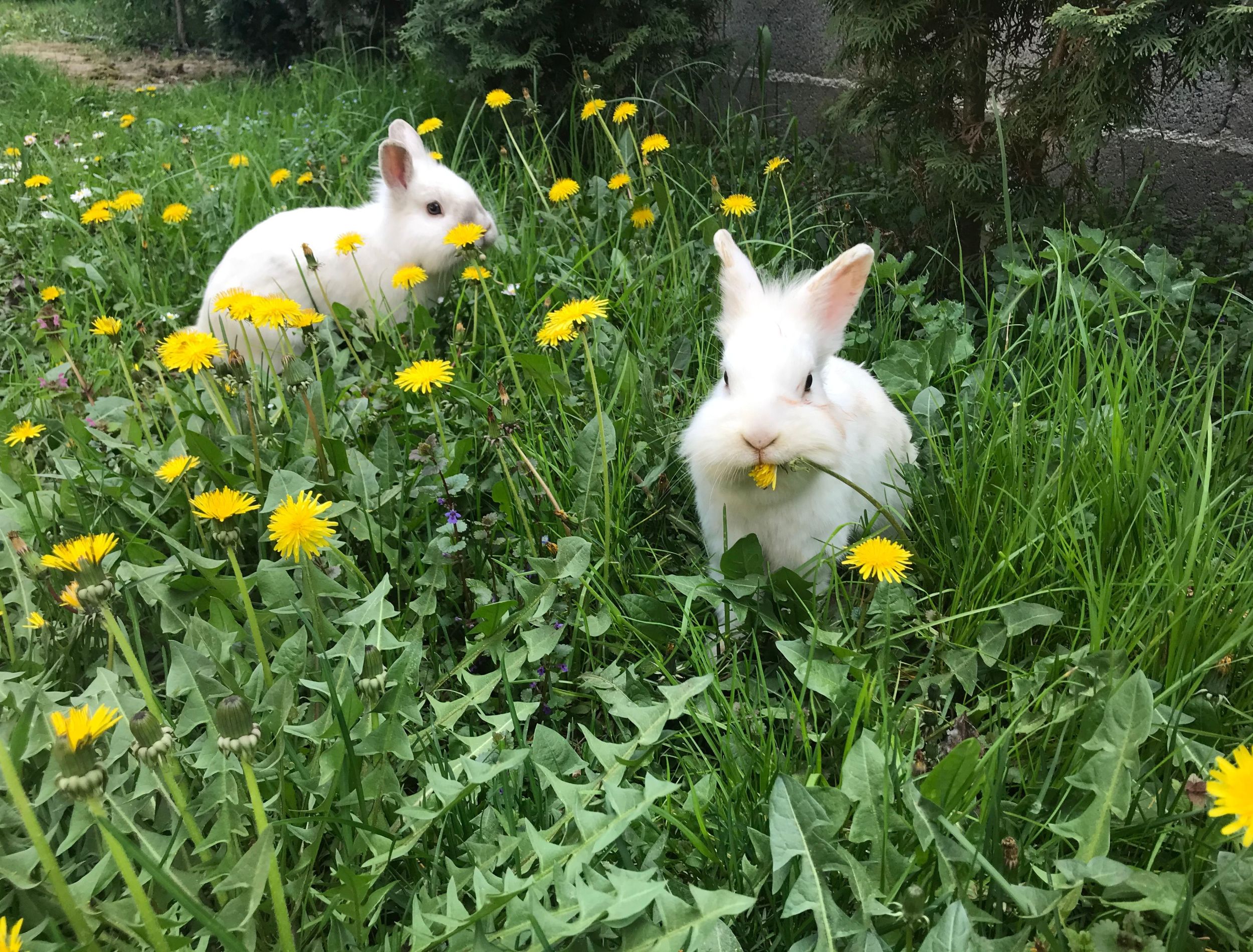 rabbits in garden