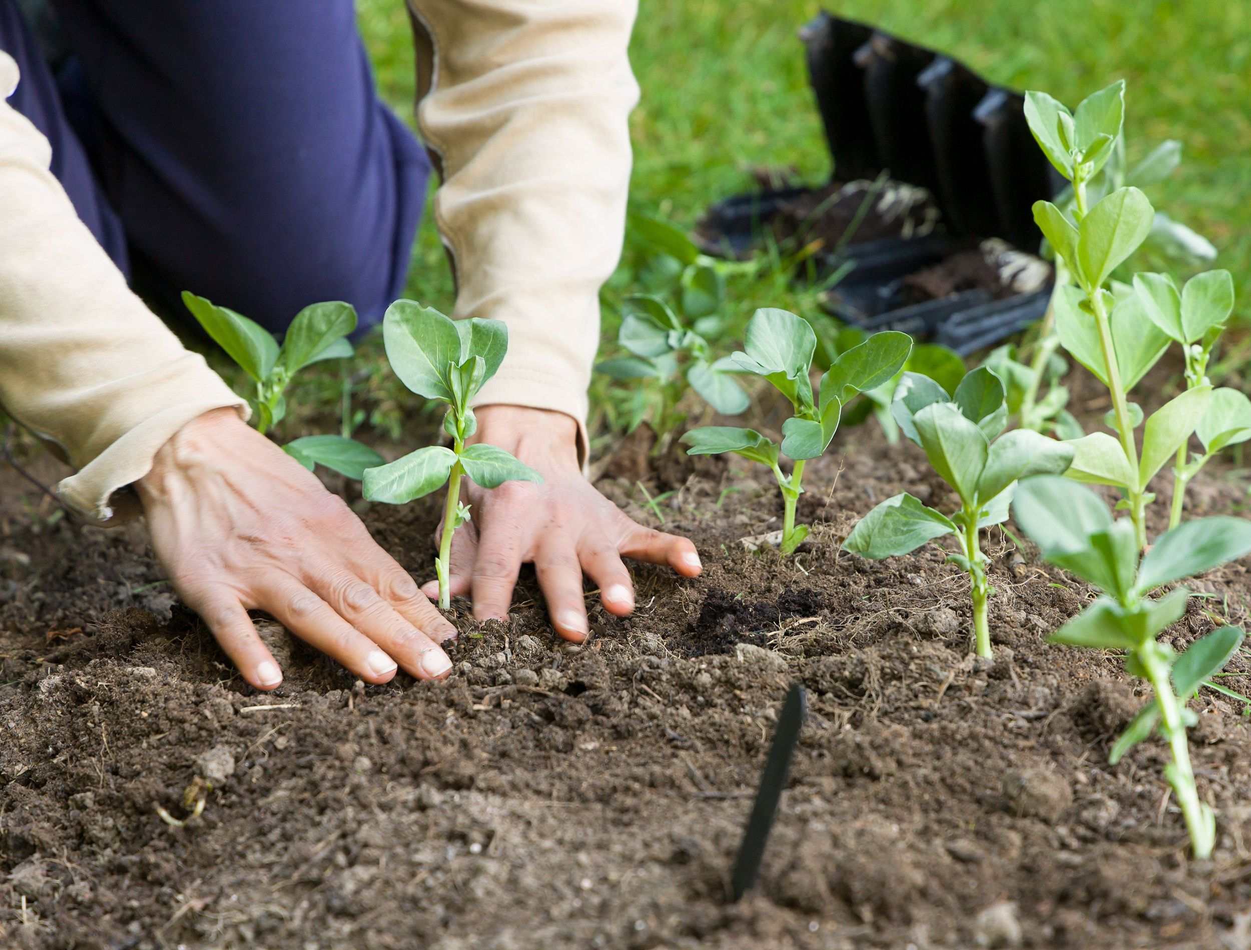 6 Tips For Growing Common Beans