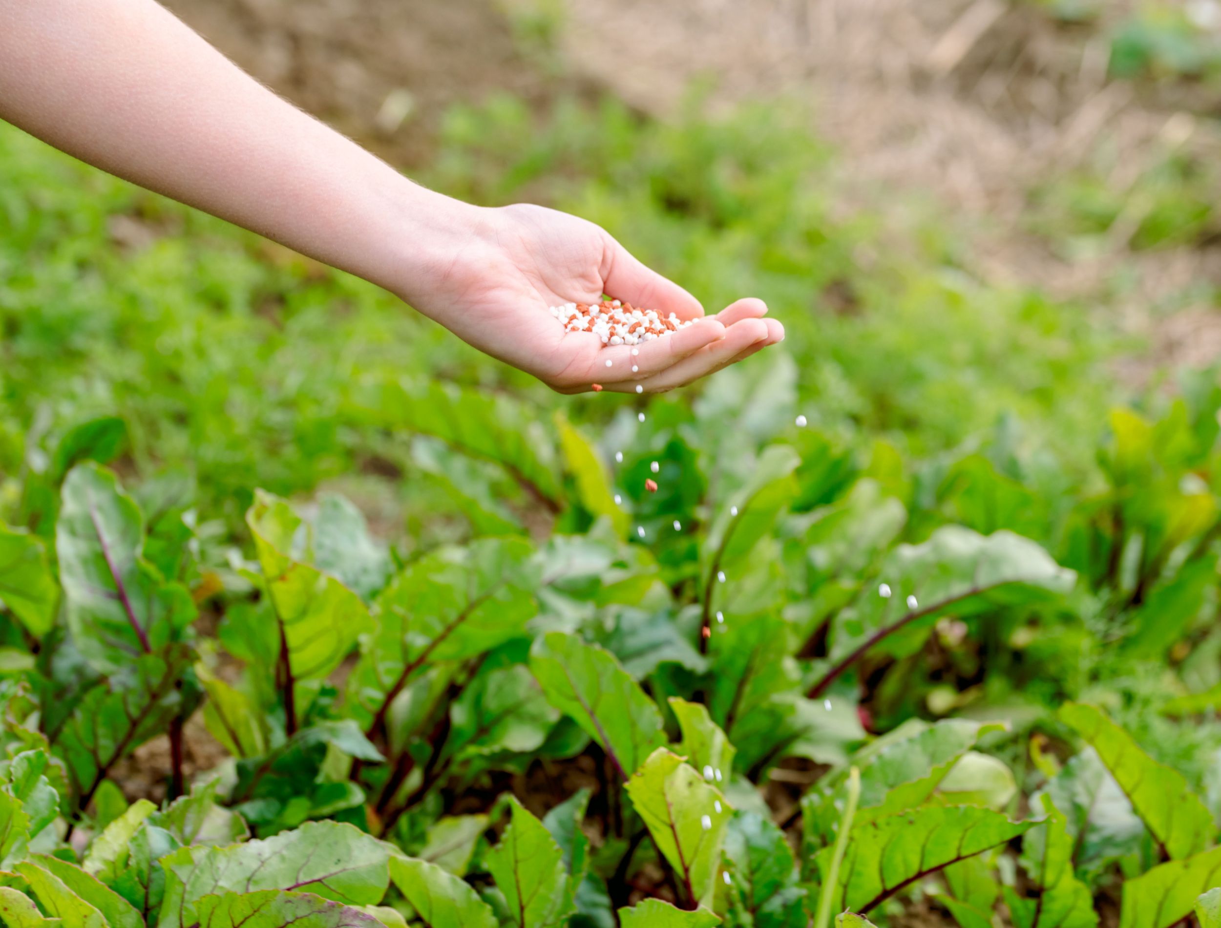 The Ultimate Guide To Fertilizing Your Vegetable Garden