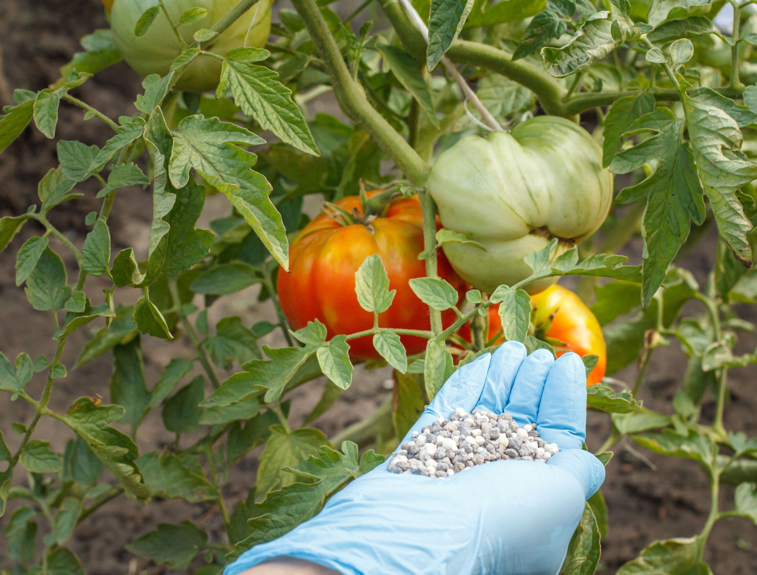 How to Fertilize Your Tomato Plants