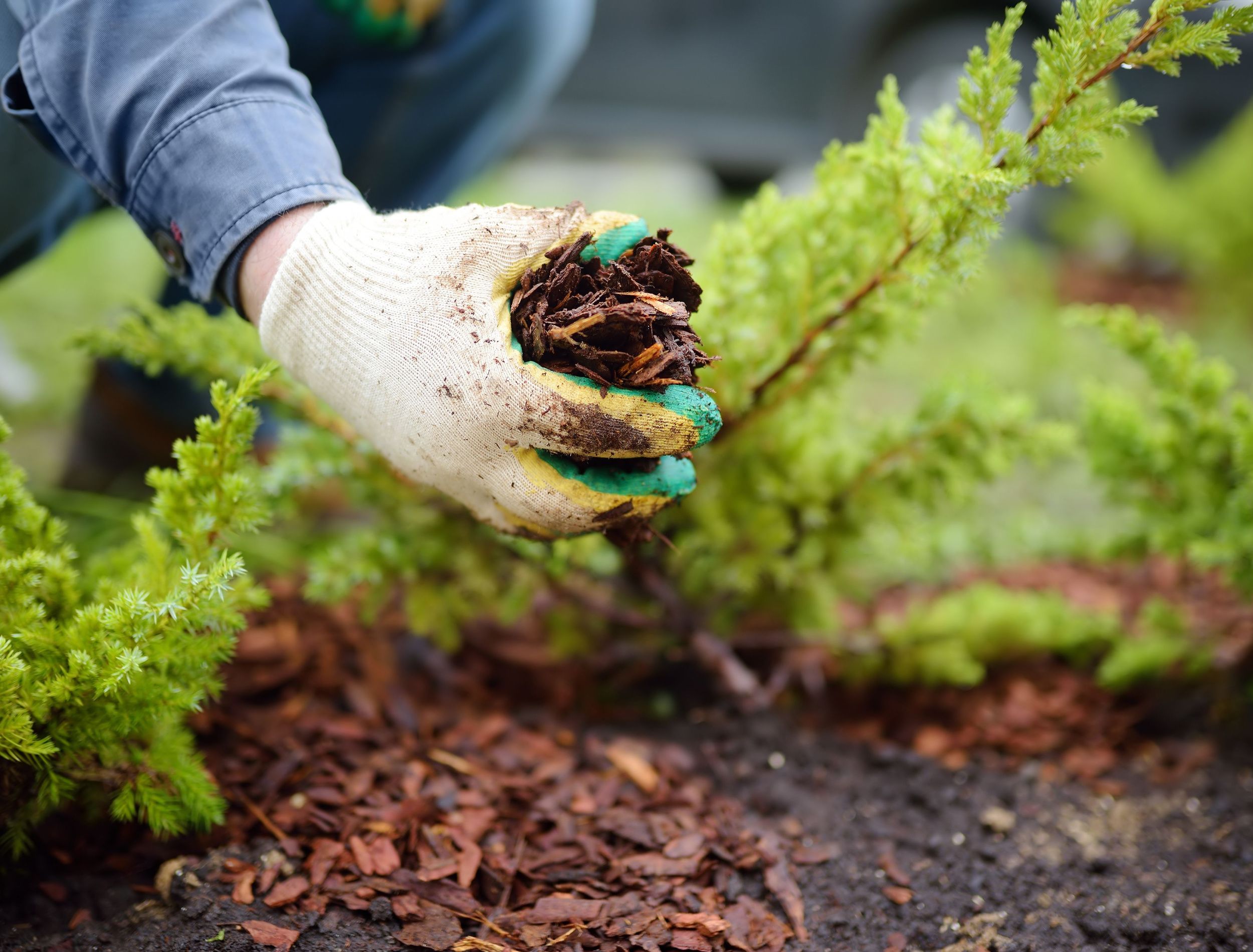 Keep Garden Soil Moist This Summer