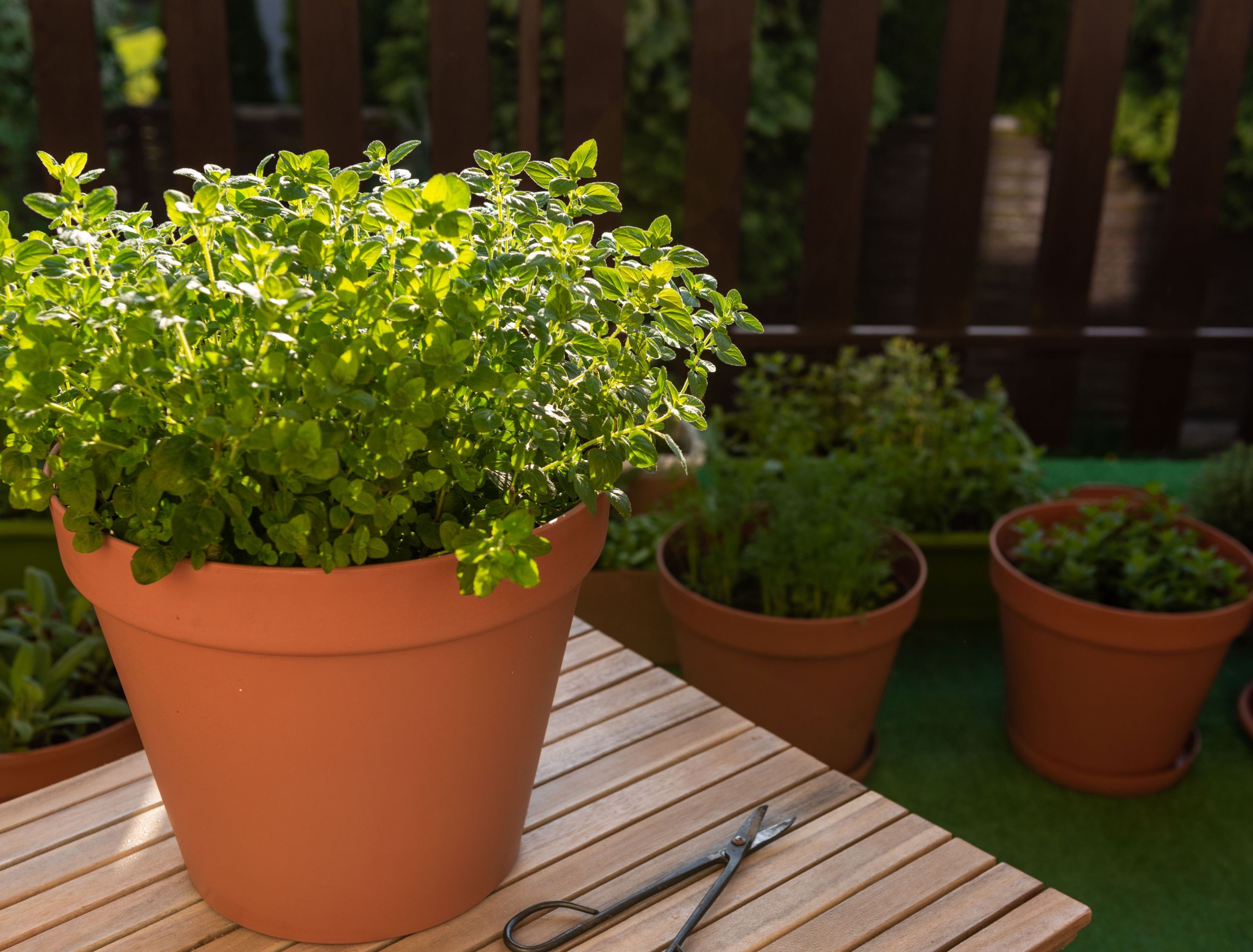 oregano in a clay pot on a wooden table