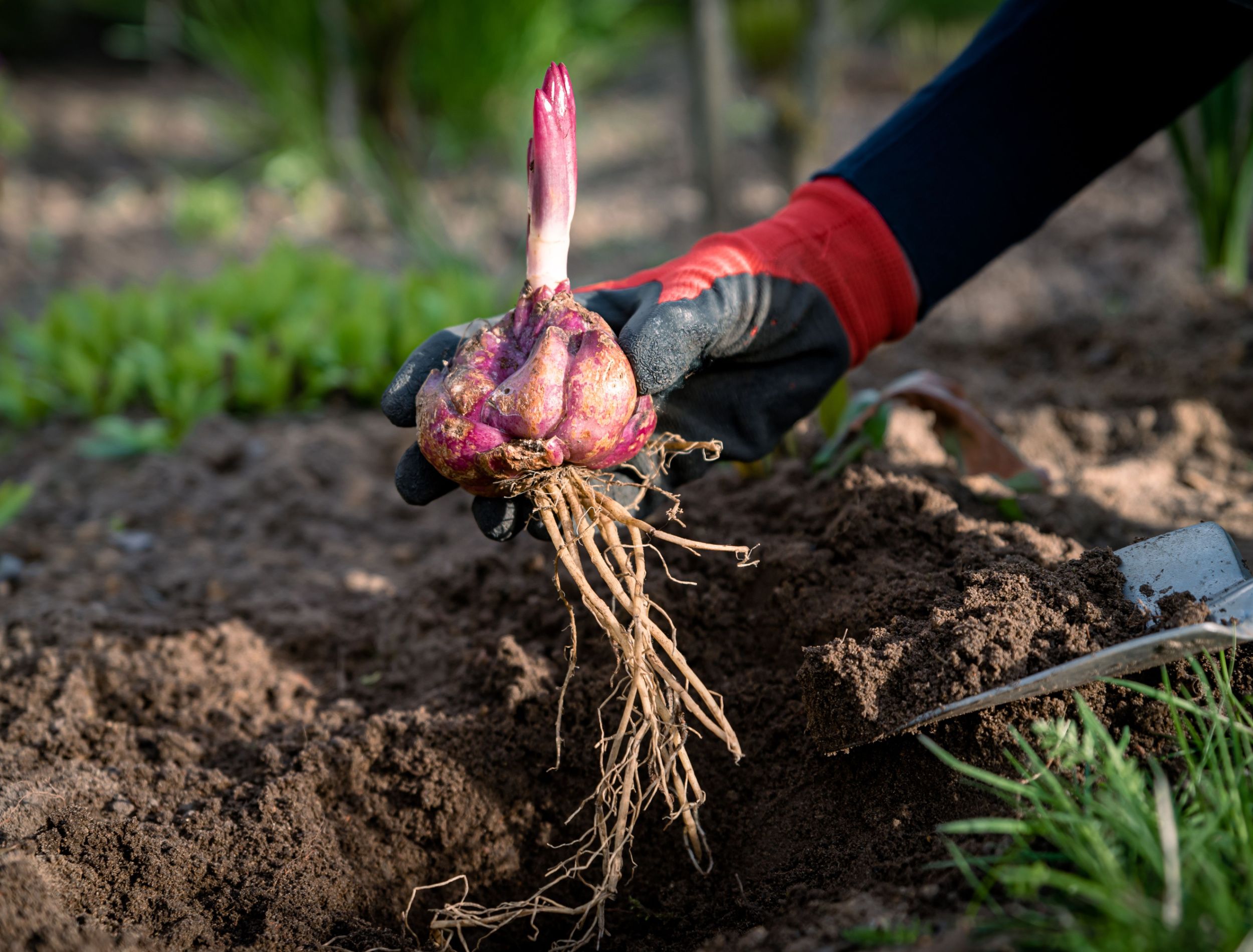 7 Tips for Growing Lilies in Your Garden