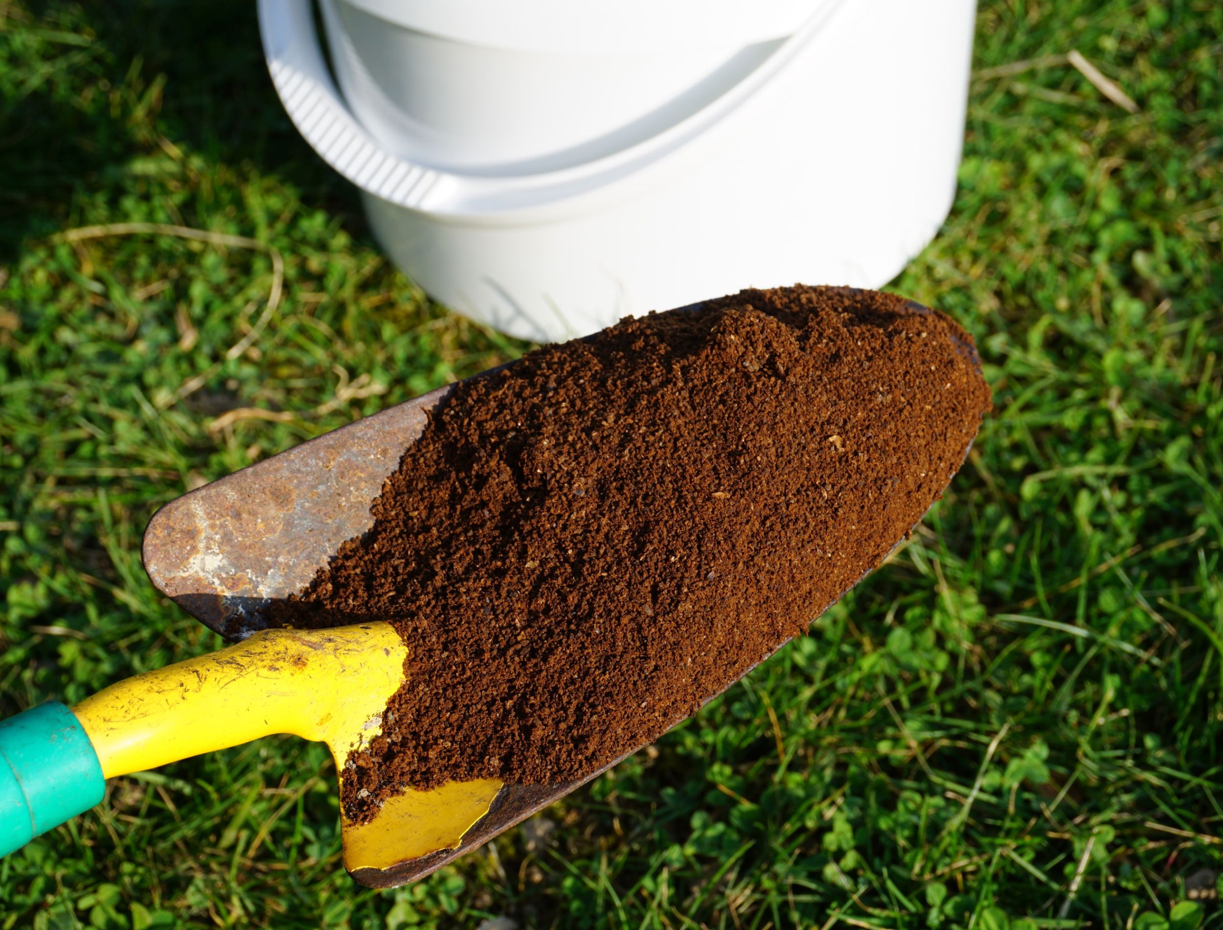 How To Fertilize Hibiscus With Coffee Grounds