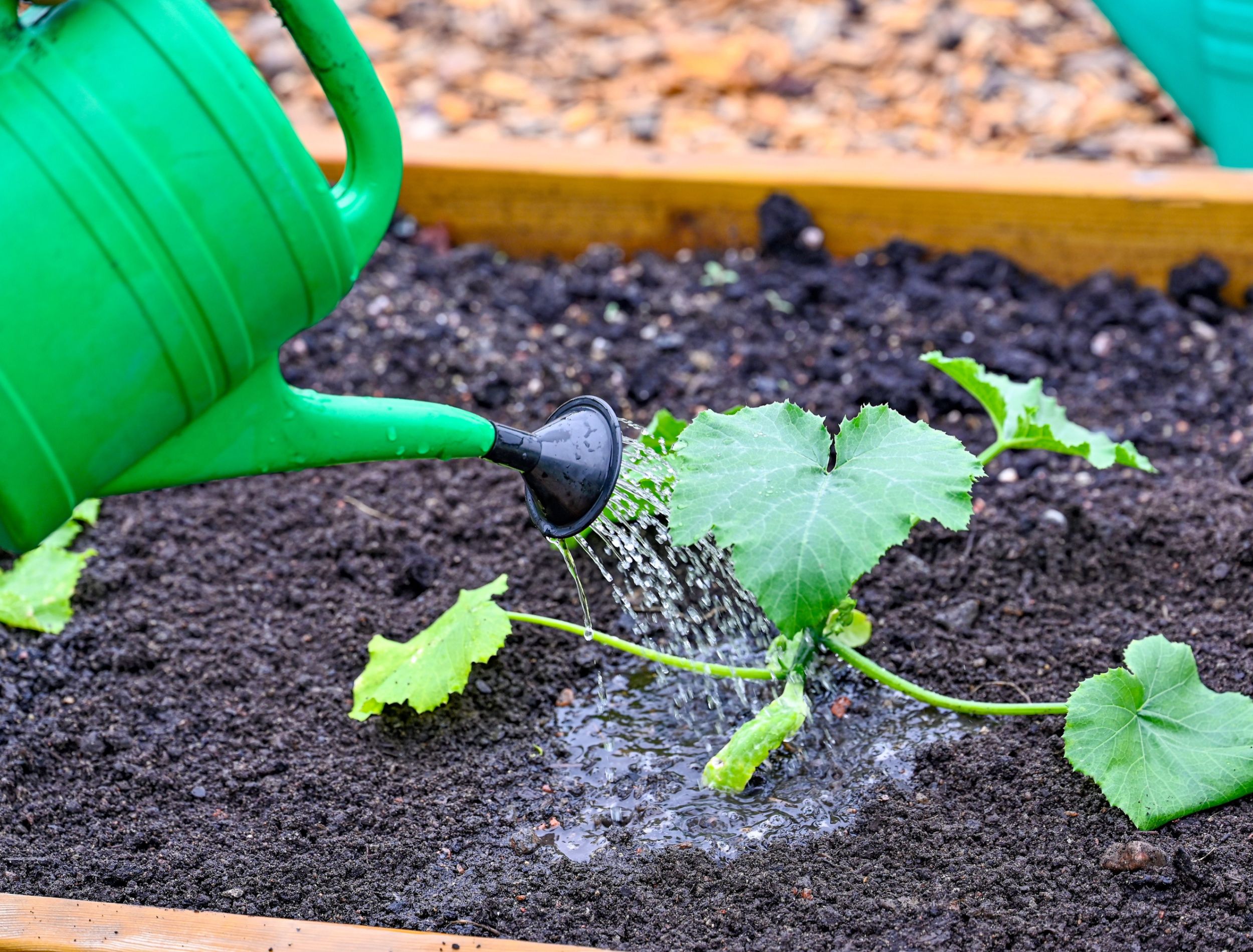 How to Fertilize Your Squash Plants