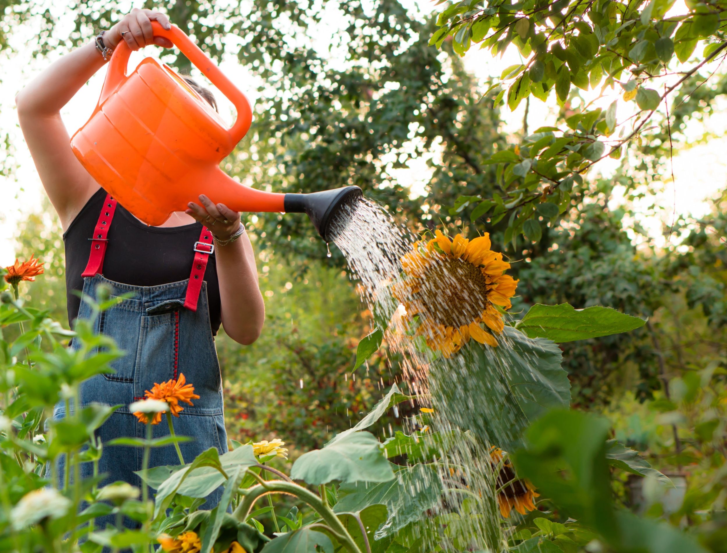 5 Reasons to Use Sugar in Your Garden Today