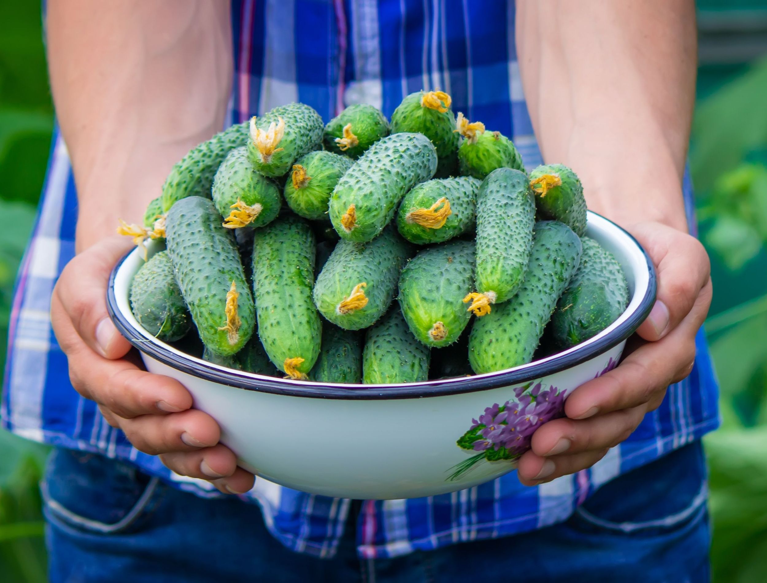 How to Store Fresh Cucumbers
