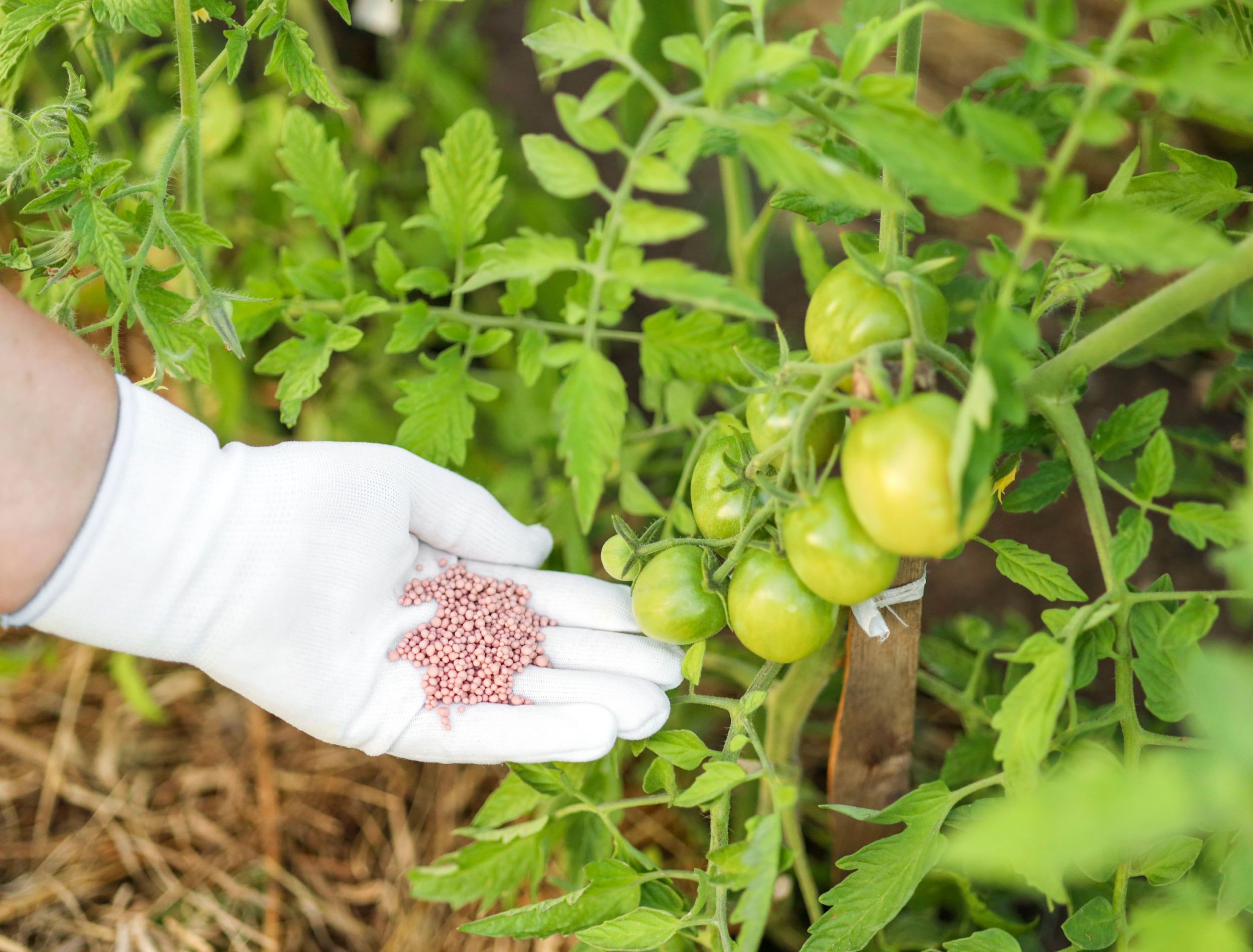 Maximize Your Tomato Yield: The 5 Best Fertilizers to Use