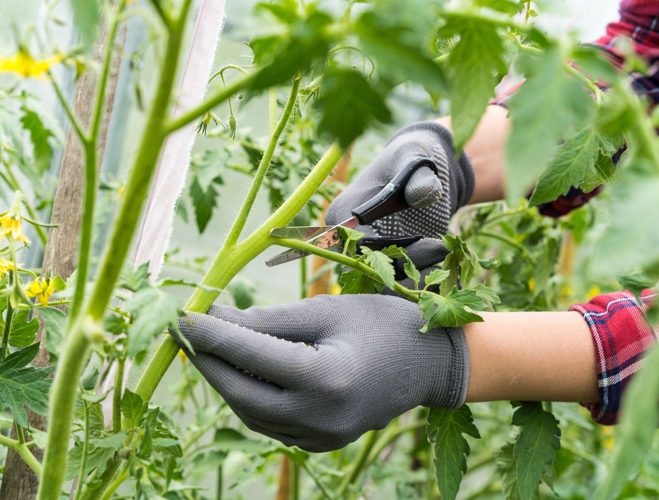 should-you-top-your-tomato-plants