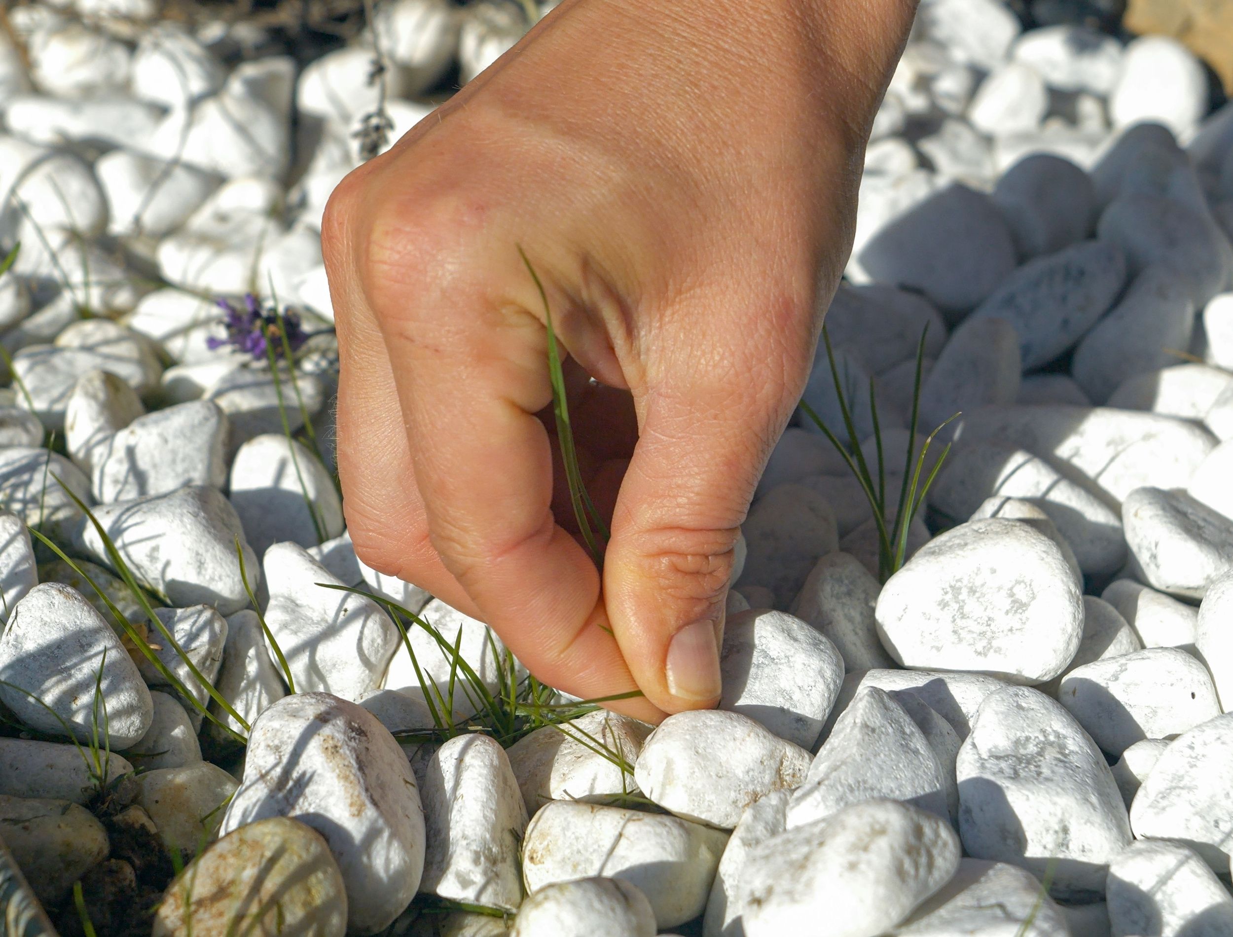 WeedFree Gravel 6 Ways to Remove Weeds from Your Garden, Pathway, or
