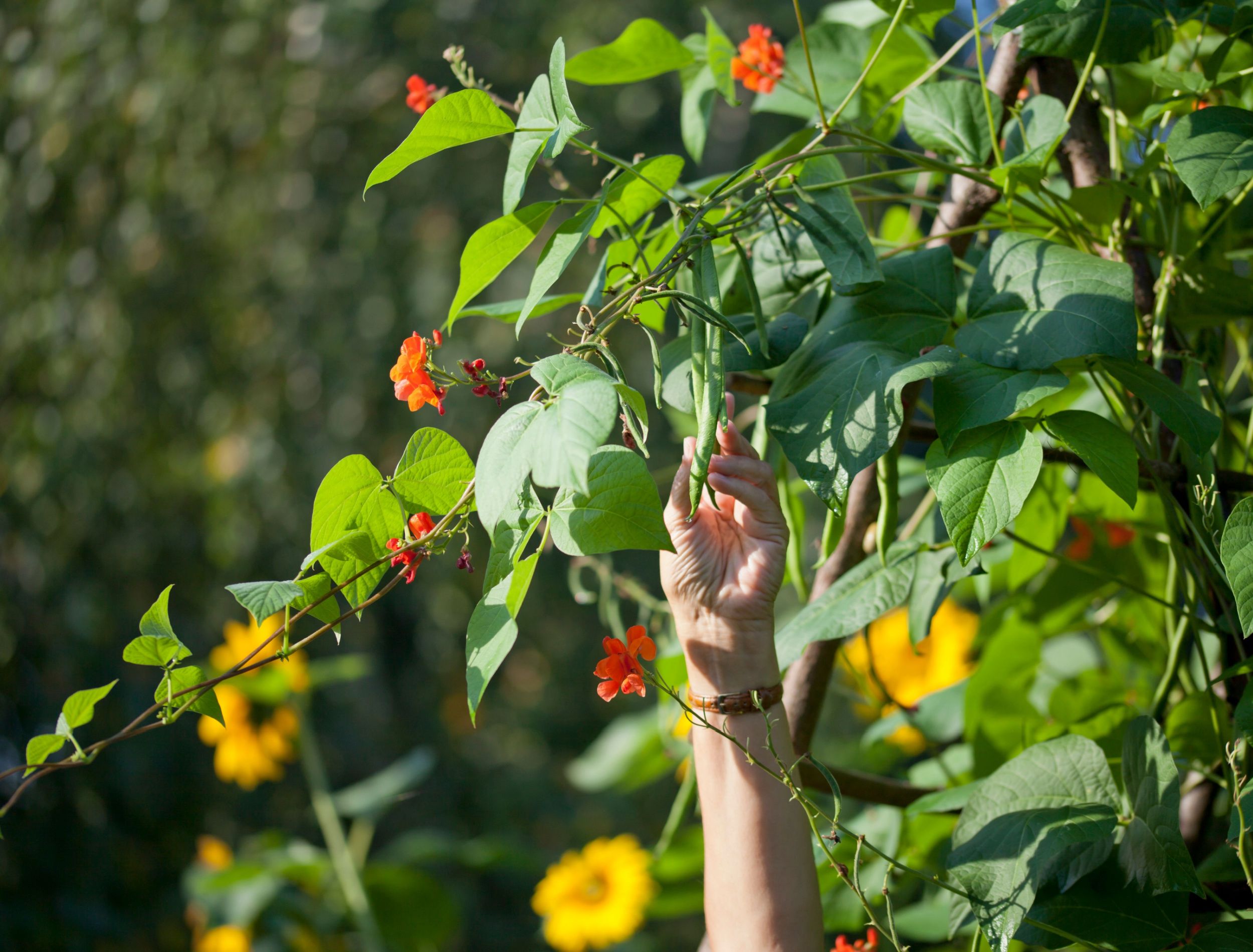 4 Easiest Beans to Grow in Your Home Garden