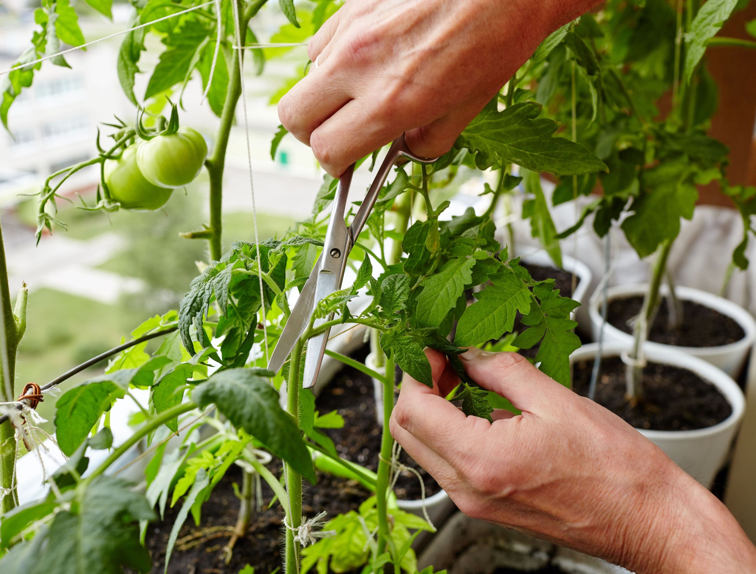 How to Prune Indeterminate Tomato Plants
